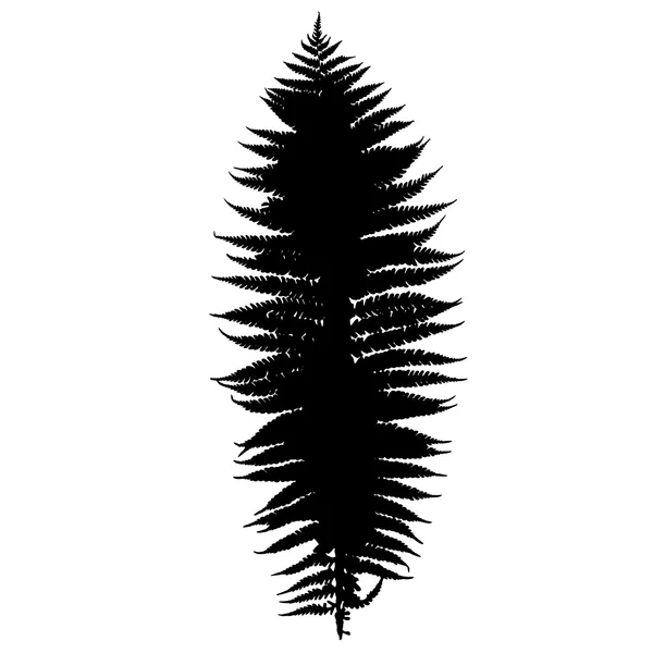 Fern silhouette — Stock Vector