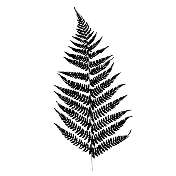 Silhouette FERN — Image vectorielle