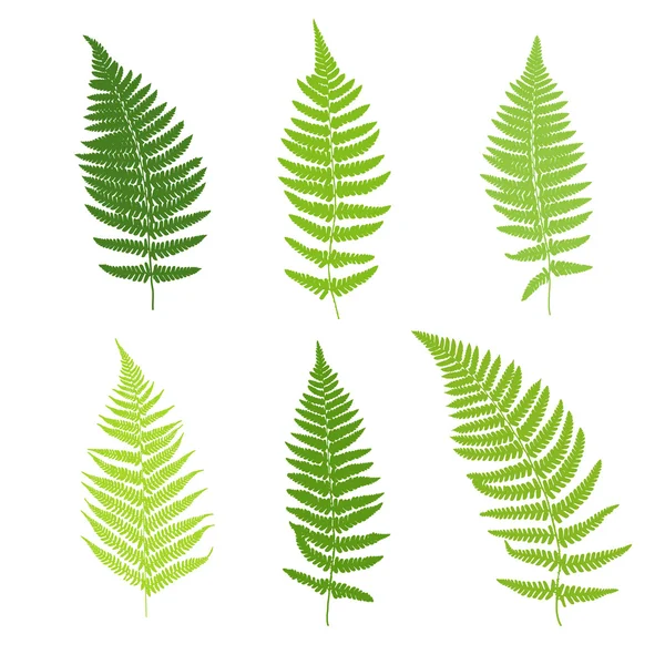 Aantal fern varenblad silhouetten. — Stockvector