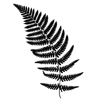 Fern frond black silhouette. clipart