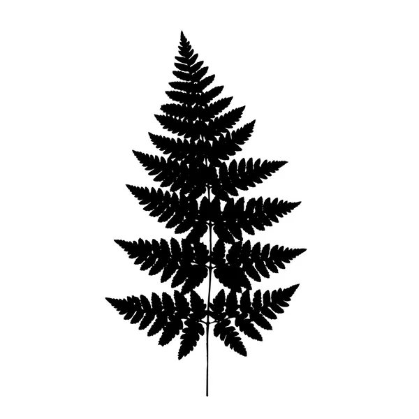 Fern frond silhouette nera. Illustrazione vettoriale. Concetto foresta . — Vettoriale Stock