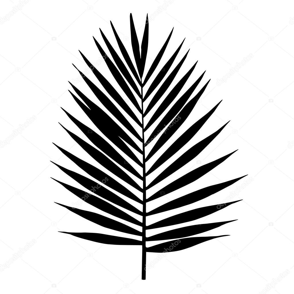 Palm leaf silhouette. Vector illustration. Tropical leaves. Stock