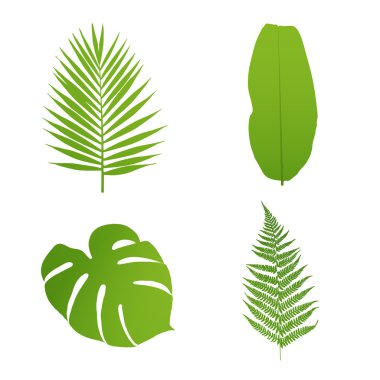 Set of tropical leaves. Palm,banana,fern,monstera. Vector  illustration. clipart