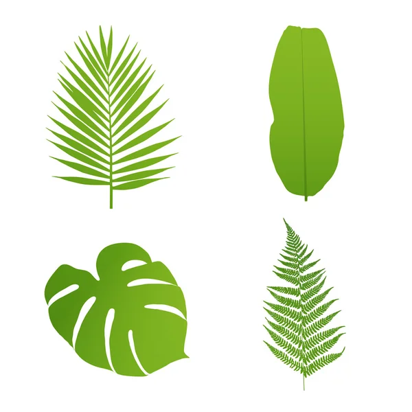 Een verzameling tropische bladeren. Palm, banaan, varen, monstera. Vectorillustratie. — Stockvector