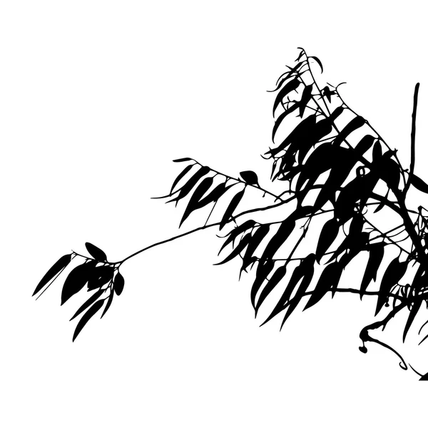 Silueta de árbol de eucalipto — Archivo Imágenes Vectoriales