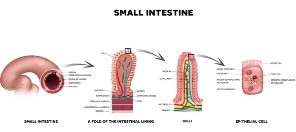 Revestimiento del intestino delgado — Vector de stock