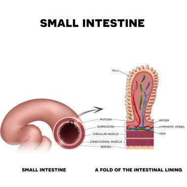 A fold of the intestinal lining clipart