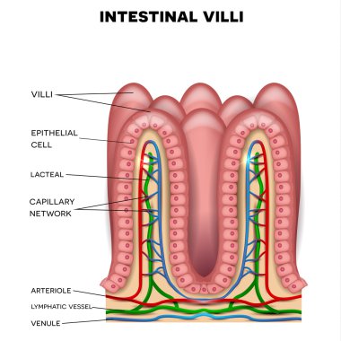 Bağırsak villus anatomisi