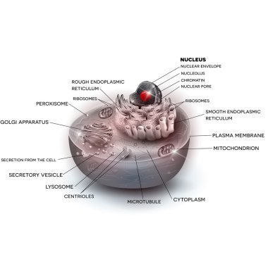 Cell structure beautiful color illustration clipart