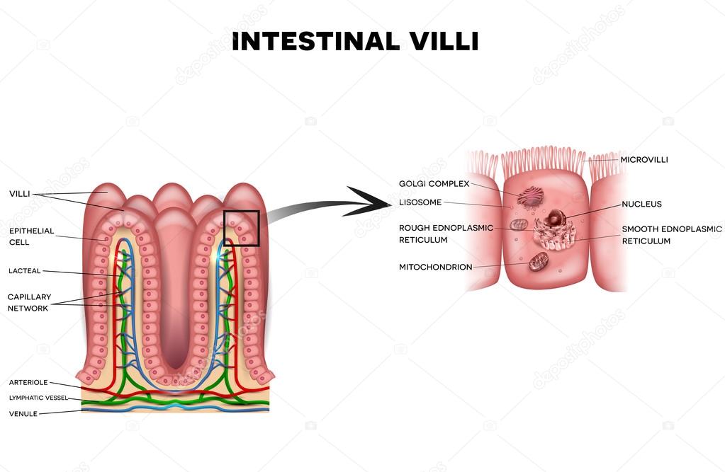 Intestinal villi and microvilli