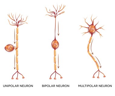 Neuron types, nerve cells clipart