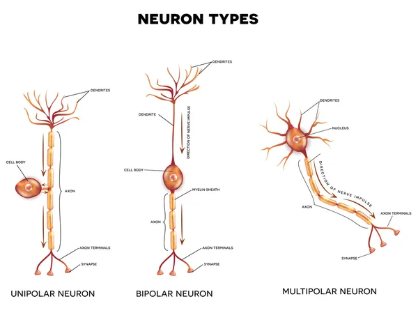 Neuronentypen, Nervenzellen — Stockvektor