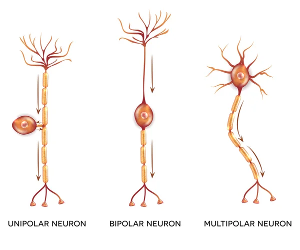 Tipos de neuronas, células nerviosas — Archivo Imágenes Vectoriales