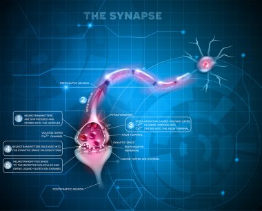 Synapse detailed anatomy clipart