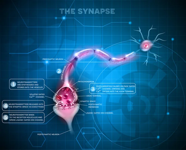 Synapse detailed anatomy — Stock Vector