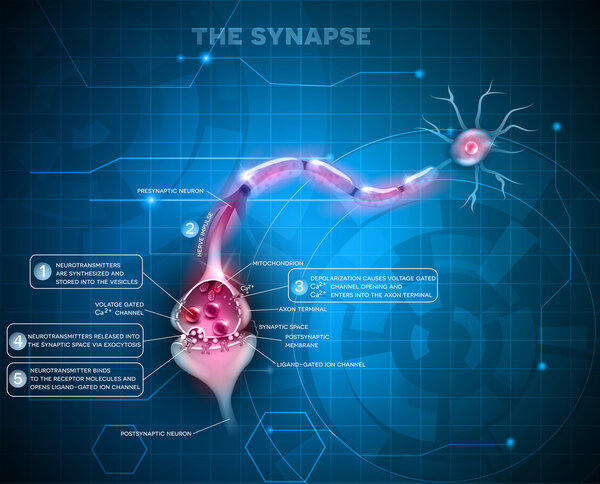 Synapse detailed anatomy