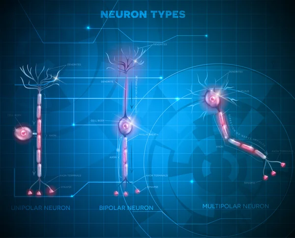 Tipos de neurônios, células nervosas —  Vetores de Stock