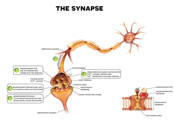 Detaylı anatomi sinaps — Stok Vektör
