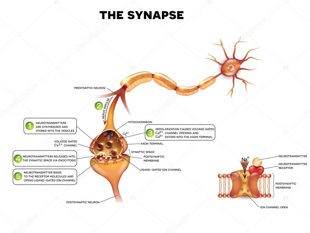 Synapse detailed anatomy