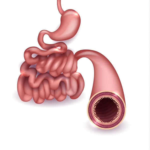 Small intestine and stomach anatomy — Stock Vector