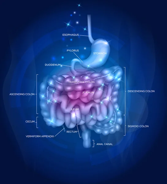 Diseño abstracto del tracto gastrointestinal — Archivo Imágenes Vectoriales