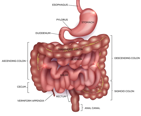 Ilustração detalhada do trato gastrointestinal — Vetor de Stock