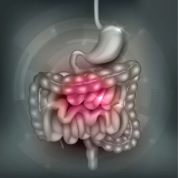 Diseño abstracto del tracto gastrointestinal — Vector de stock