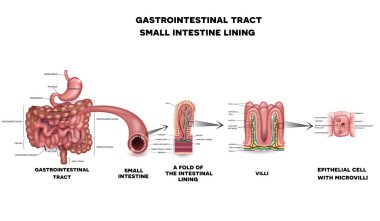 Gastrointestinal system small intestine anatomy clipart