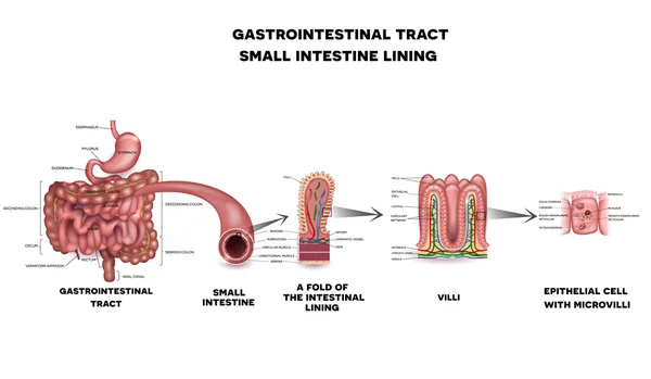 Sistema gastrointestinal anatomia do intestino delgado — Vetor de Stock