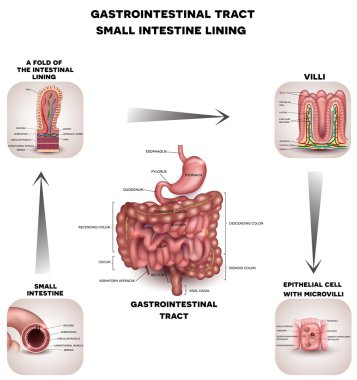 Normal Gastrointestinal tract and small intestine detailed anato clipart