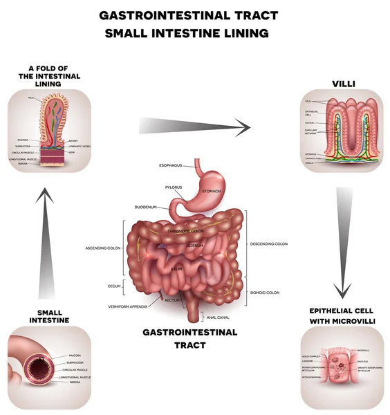 Trato gastrointestinal normal e intestino delgado detalhados anato —  Vetores de Stock