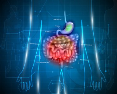 Gastrointestinal sistem arka plan