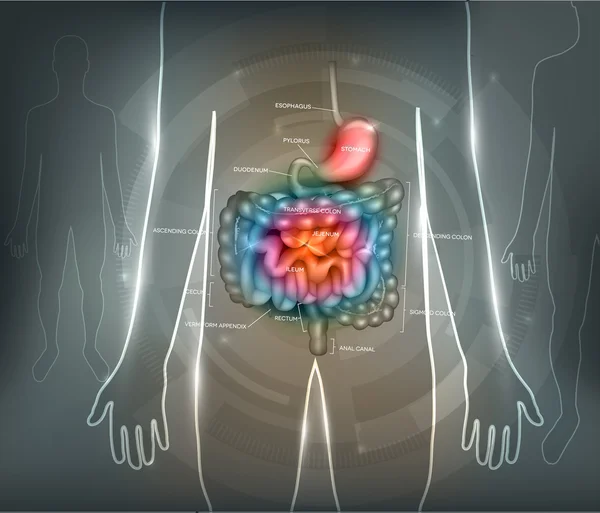 Gastrointestinal sistem arka plan — Stok Vektör