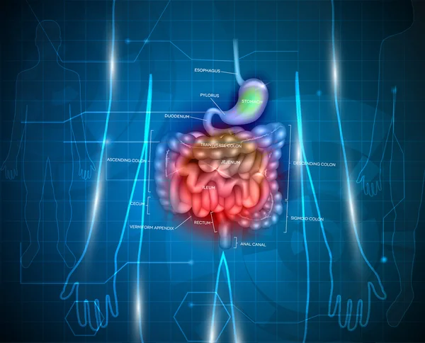 Tractus gastro-intestinal fond abstrait — Image vectorielle