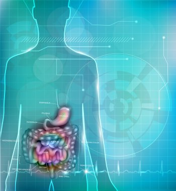 İnsan bağırsak anatomisi arka plan