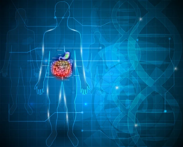 Intestinos y estómago antecedentes científicos abstractos — Vector de stock