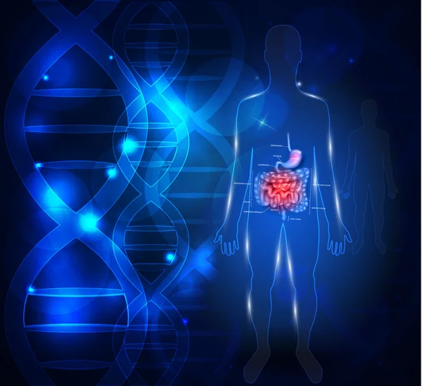 Gastrointestinal sistem bilimsel arka plan — Stok Vektör