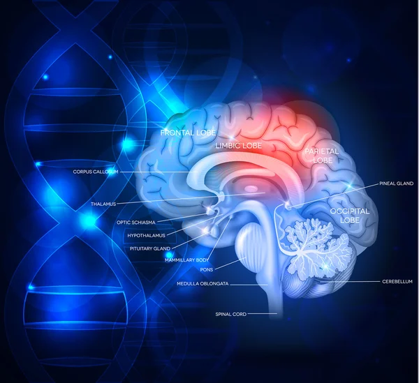 Concepto de tratamiento cerebral humano. Resumen de la tecnología azul backgrou — Vector de stock