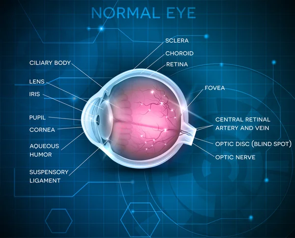 Eye anatomy on a blue technology background — Stock Vector