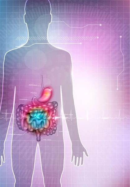 Anatomia do trato gastrointestinal —  Vetores de Stock