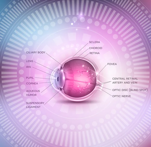 Anatomie oculaire normale — Image vectorielle