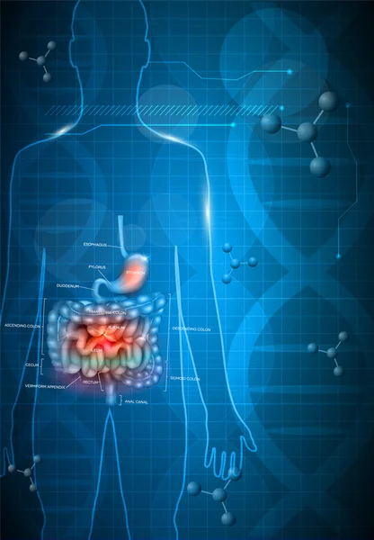 Anatomie du tractus gastro-intestinal — Image vectorielle