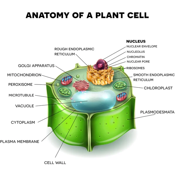 Plantaardige celstructuur, doorsnede van de cel gedetailleerde colorfu — Stockvector