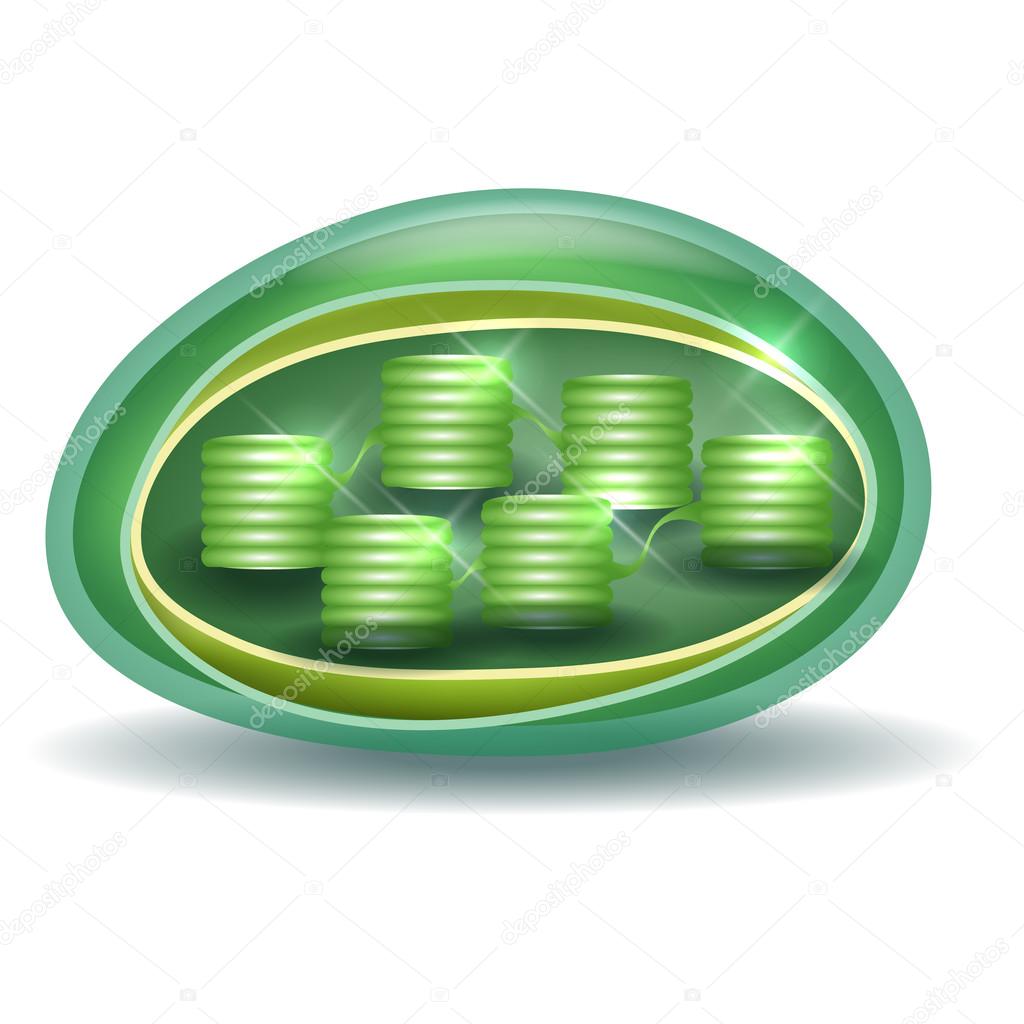 358 Chloroplast Vector Images Free Royalty Free Chloroplast Vectors Depositphotos
