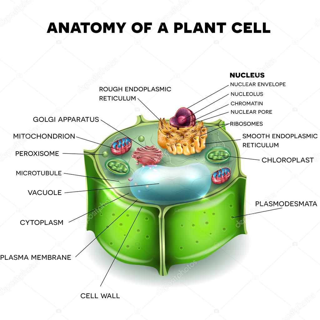 Plant Cell structure, cross section of the cell detailed colorfu