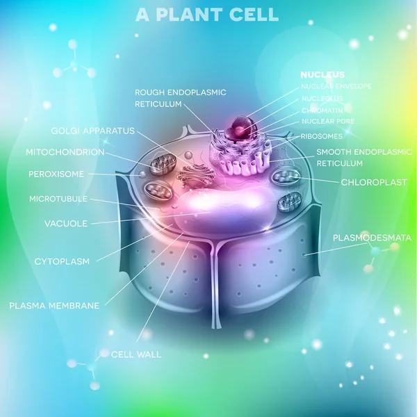 Tanaman Struktur sel, lintas bagian dari sel rinci warna - Stok Vektor