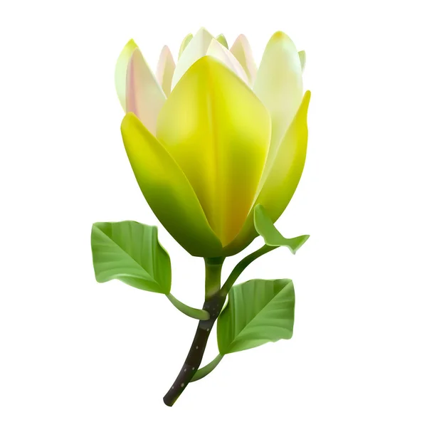 Magnolia Sunsation Květiny Realistické Ilustrace Izolované Bílém Pozadí — Stockový vektor