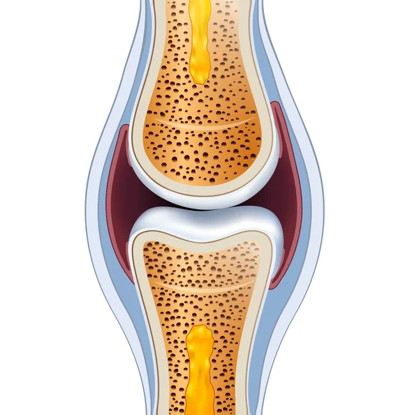 Normale synoviale gezamenlijke anatomie — Stockvector