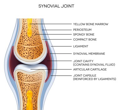 Labeled joint anatomy clipart