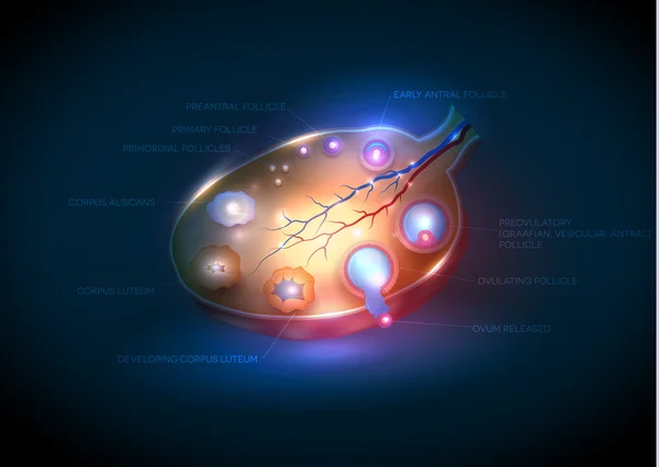 Normal Female Ovary. Detailed follicular development. — Stock Vector